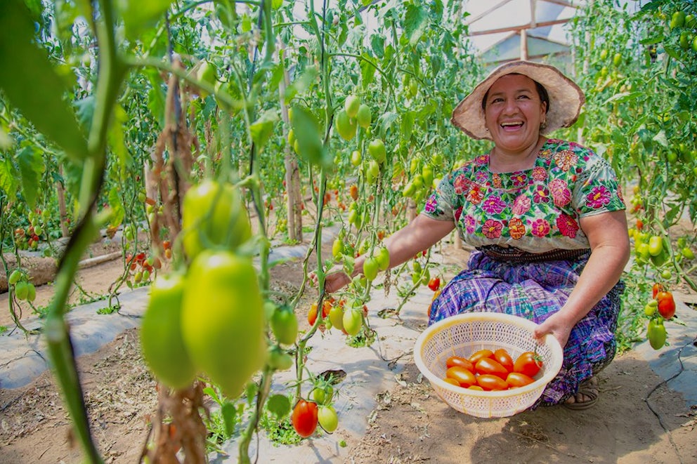 Woman farmer harvesting crops from a Heifer flagship project