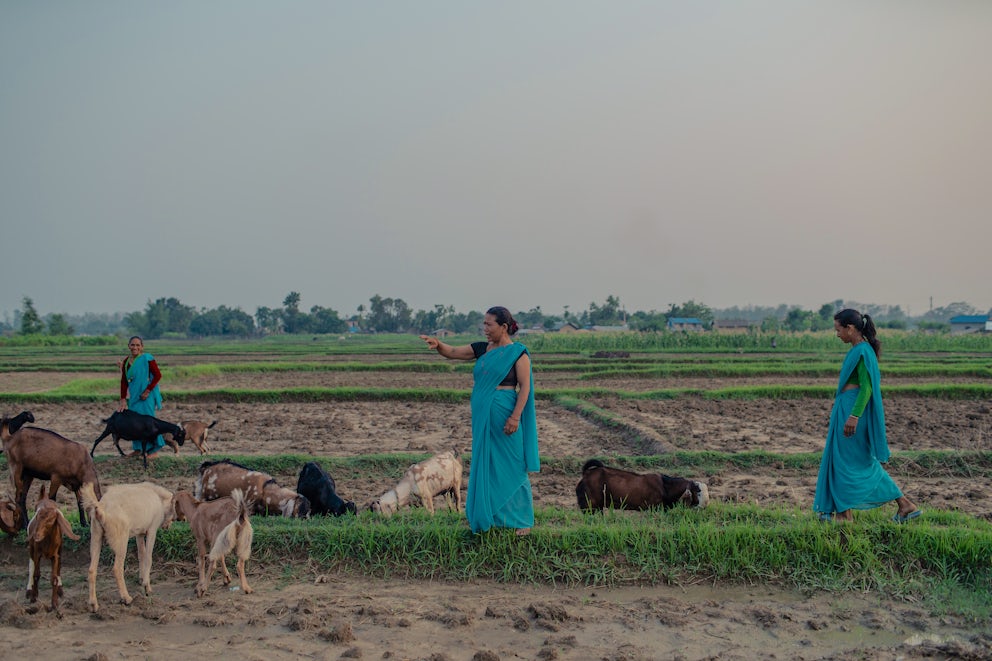 Nepalese women tending to goats in a field.
