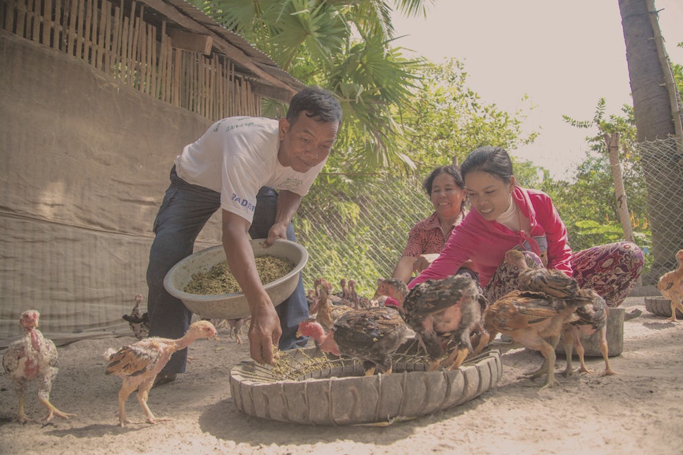 Cambodian farmers feed flock of chicks from Heifer International