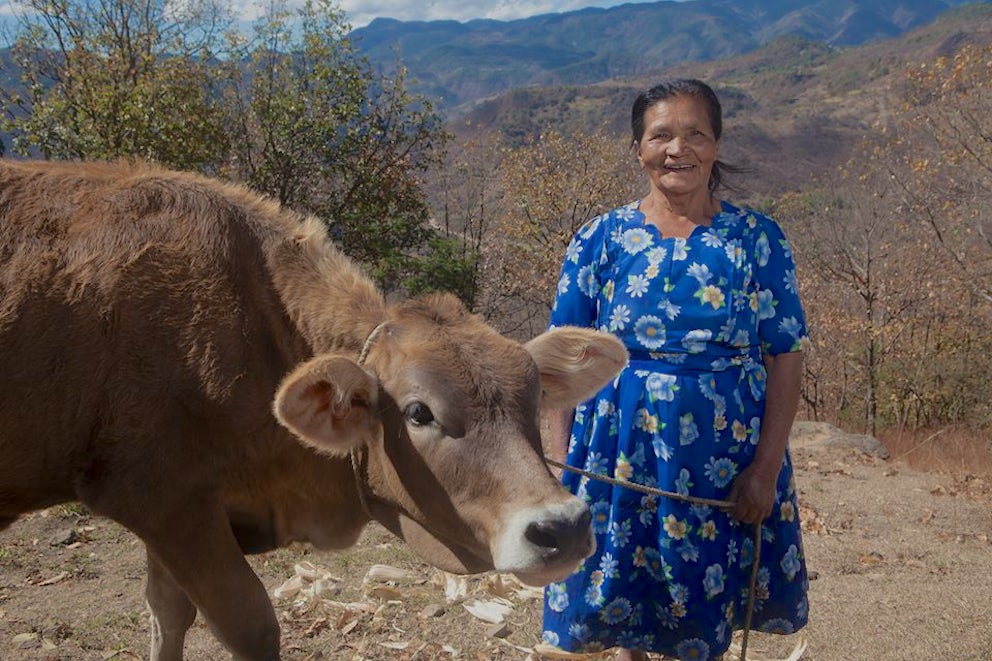Smiling Honduran woman farmer with cow.
