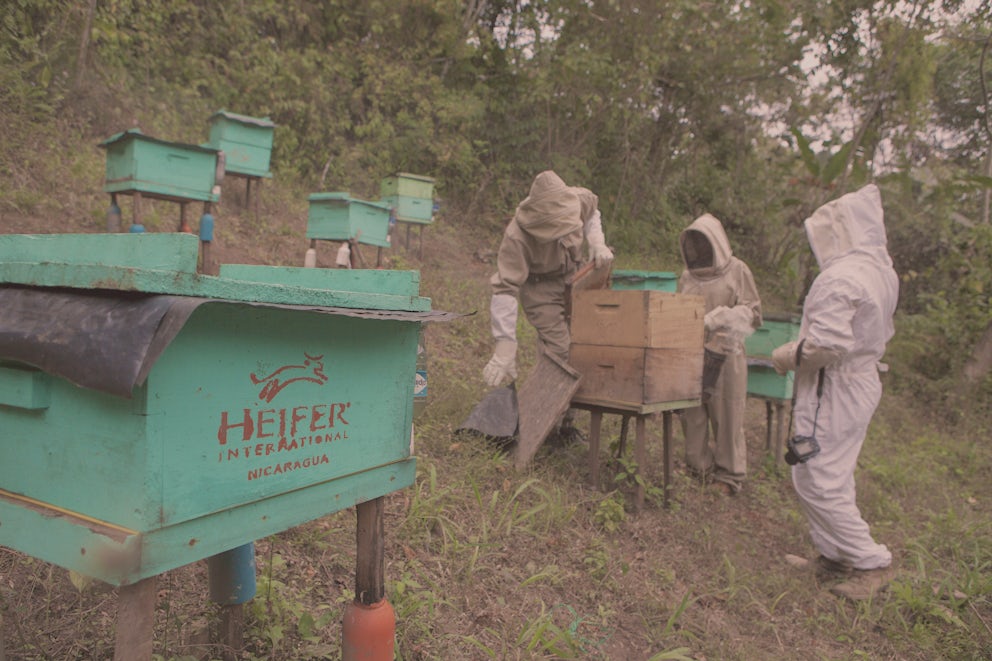 Nicaraguan honey farmers
