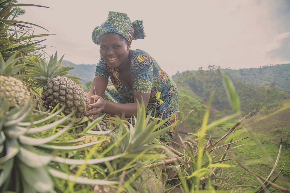 Rwanda pineapple farm