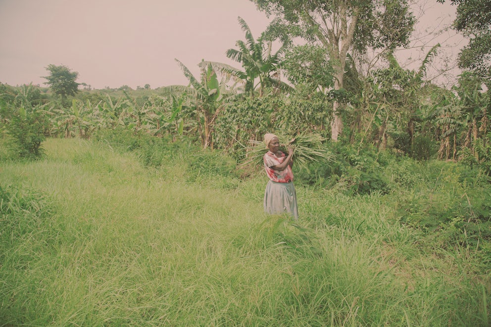 Ugandan woman carrying a harvest through a field.