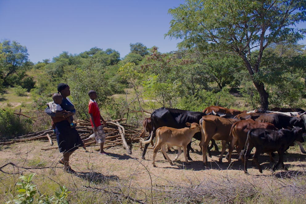 Farmers in Zimbabwe drive cattle to market