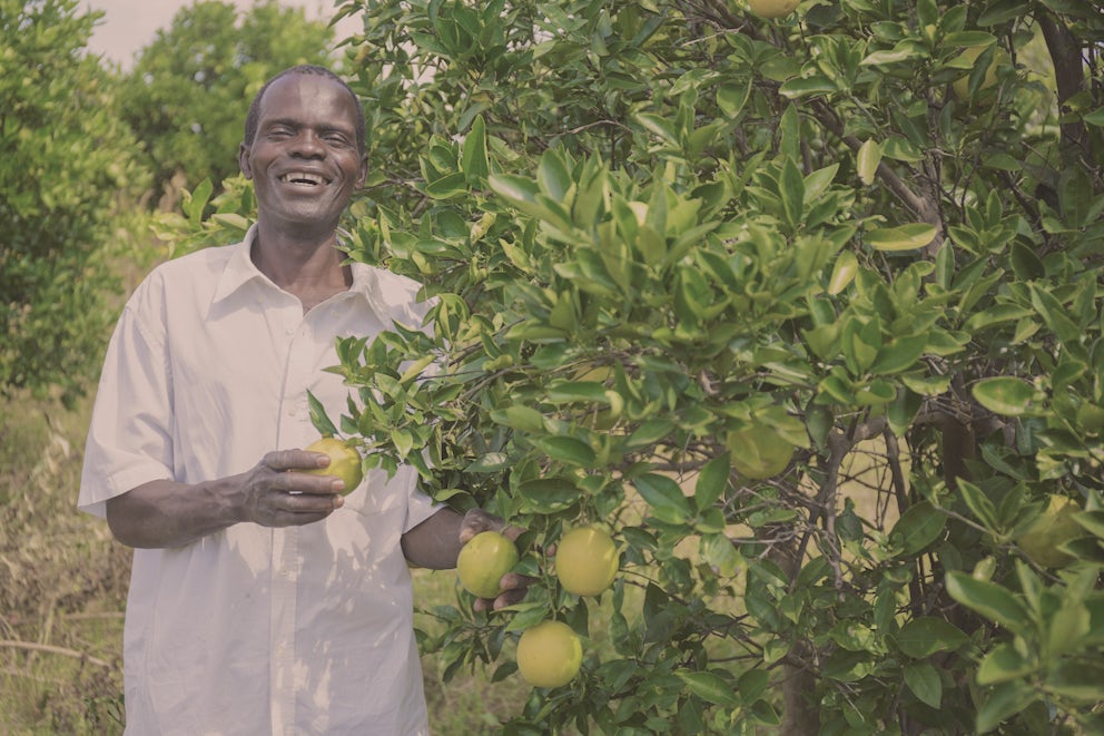 A man appears filled with joy as he harvests his crop of recently ripened fruit.