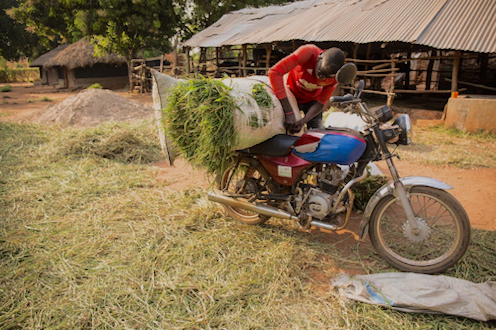 伊凡卸载饲料,他收获的家族的牛从他的摩托车。