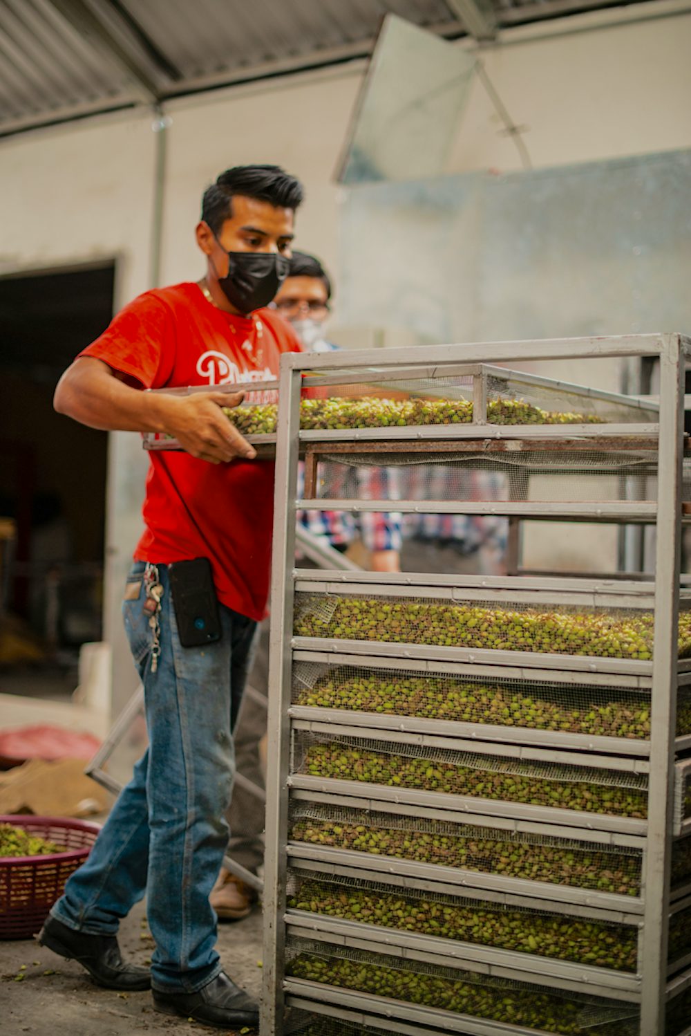 The cardamom is loaded into the trays that are stacked in two long rows. Standardization of heat and air flow is achieved by the uniform loading of the trays and racks. Depending on the amount of cardamom to be dried, the process can last from 24 to 48 hours.