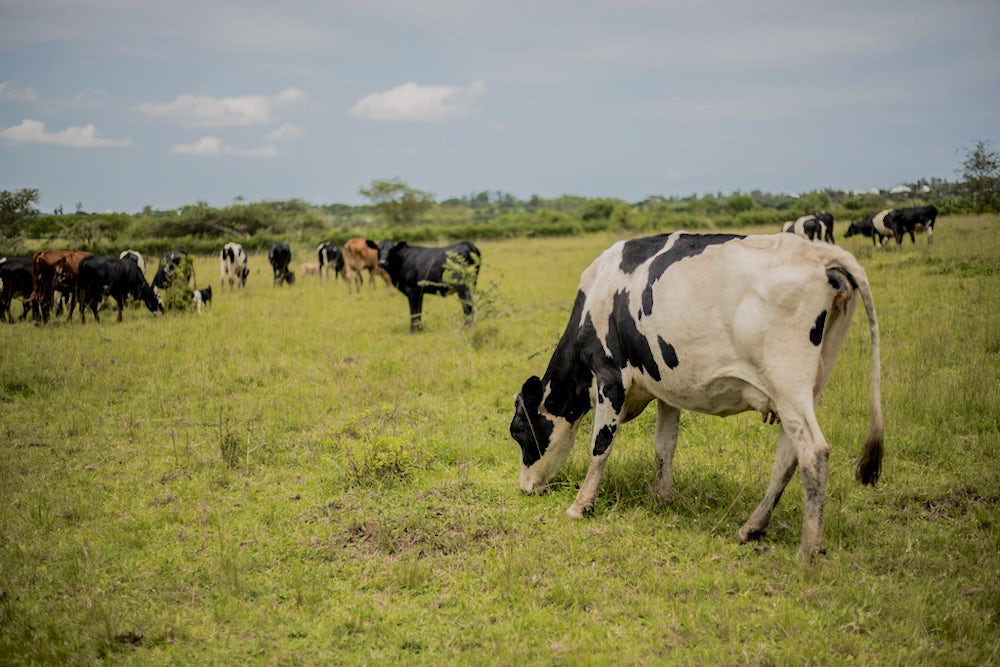 Cows graze in a field