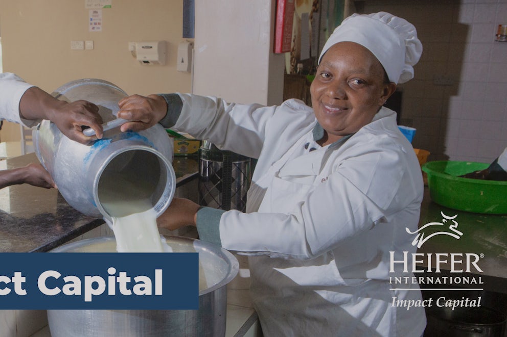 Dairy workers filter fresh milk at a processing center