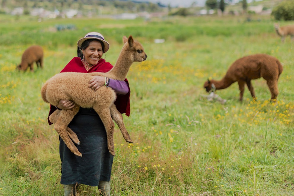 woman standing in a field holding a young alpaca