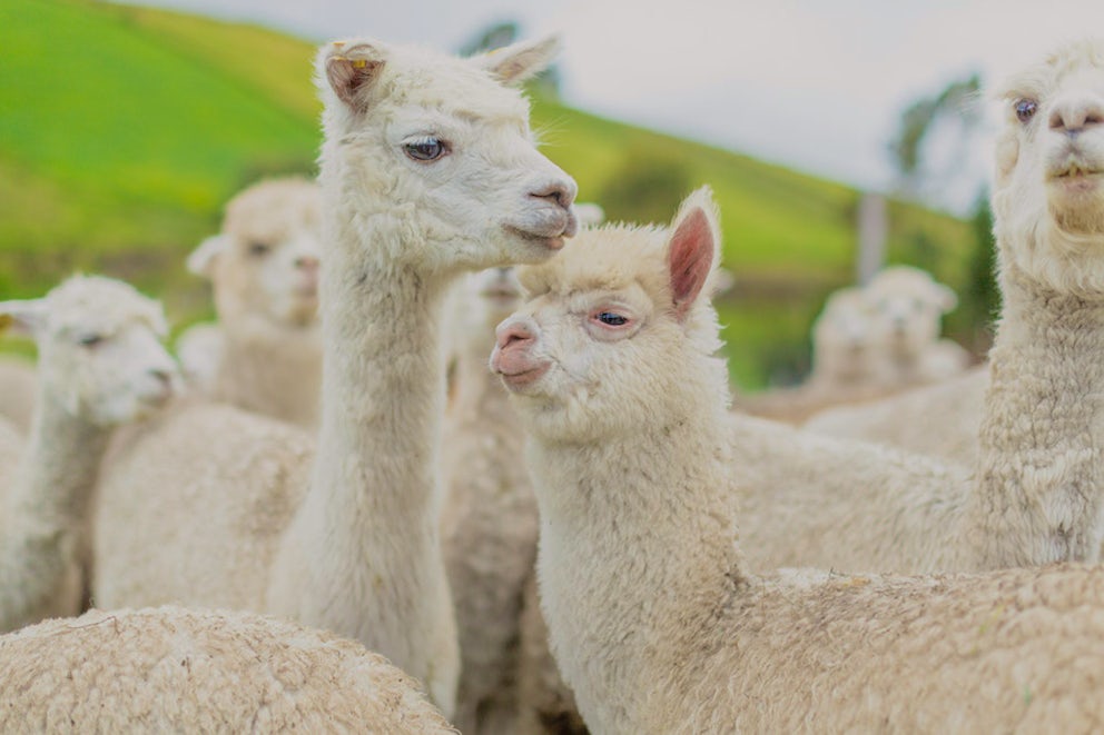 Two alpacas standing in a herd.