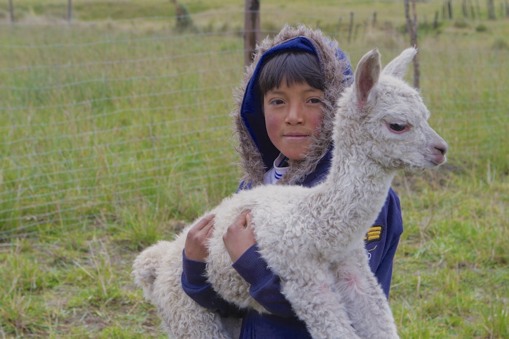 child holding baby alpaca