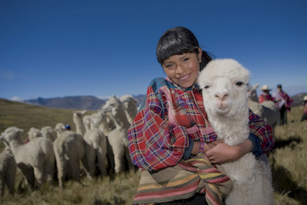 Gift of alpaca