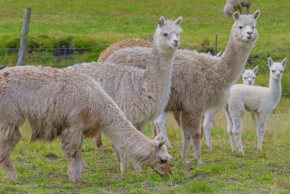 Donate a Mating Pair of Alpaca | Heifer International
