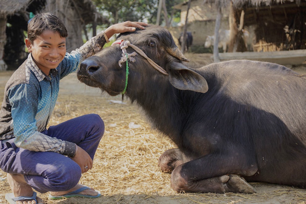 young man kneels next to water buffalo and lovingly pets the top of its head