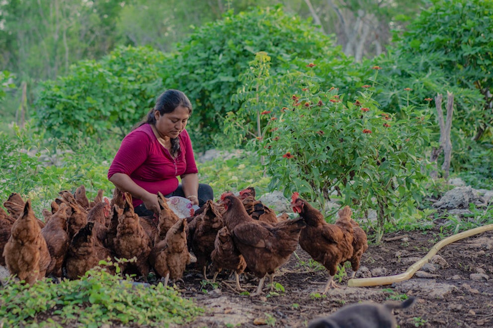 woman feeding her flock of chickens