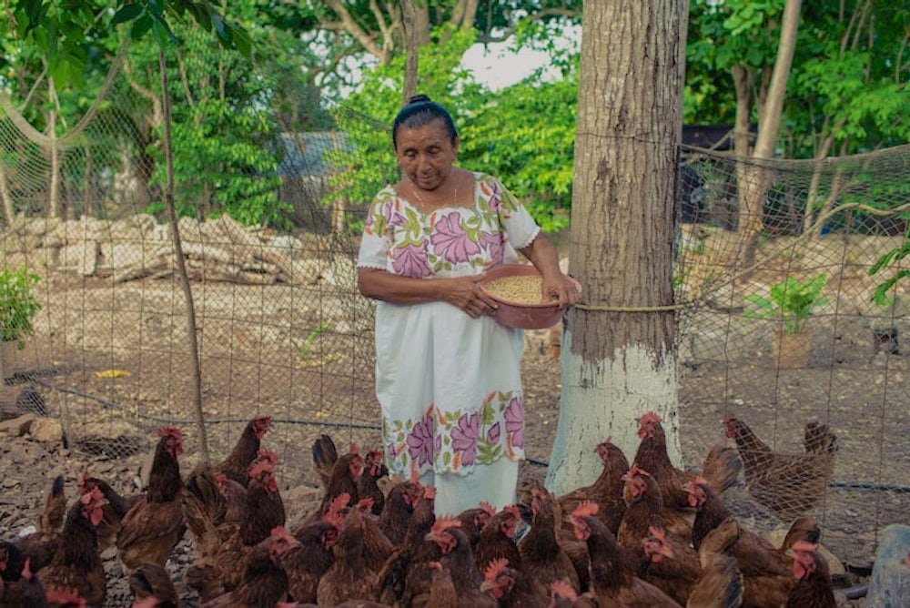 Chickens provide living incomes