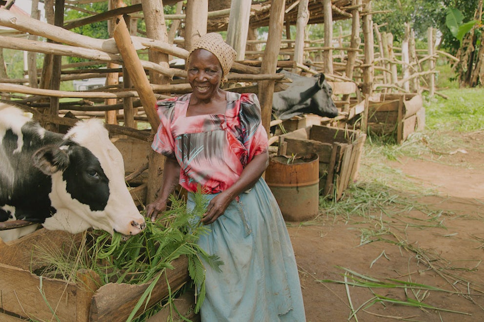 woman feeding her cow she received from Heifer