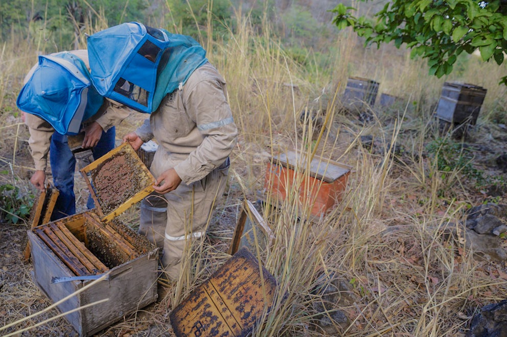 two beekeepers examining a a beehive
