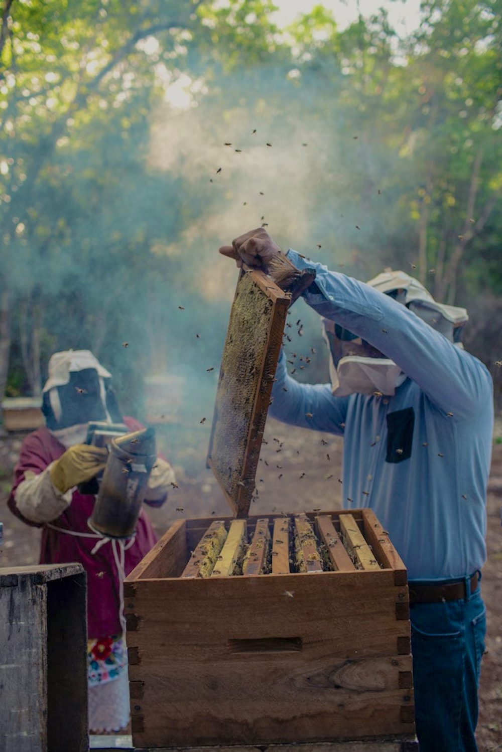 Mexican honeybee farmers