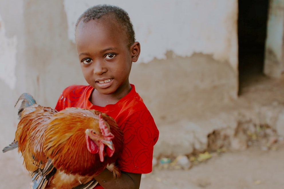 child holding chicken