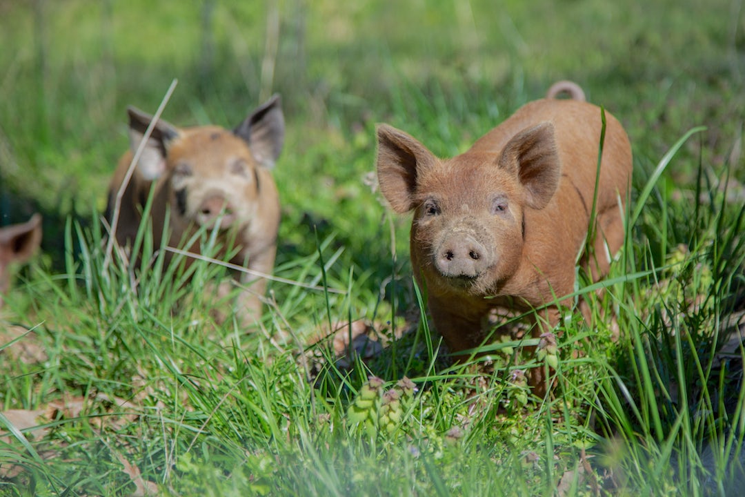 Give a Pig | Heifer International