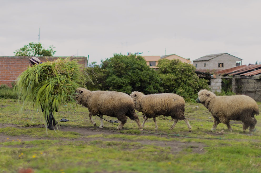 sheep following farmer who is carrying grass
