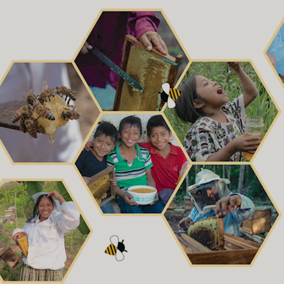 How To Save Honeybees Heifer International How To Save Honeybees Heifer International