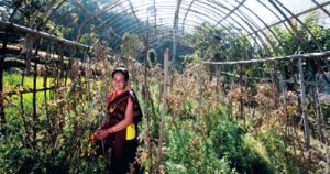Nepali woman tends to Heifer Project garden.(Photo Credit Newsbusinessage.com)