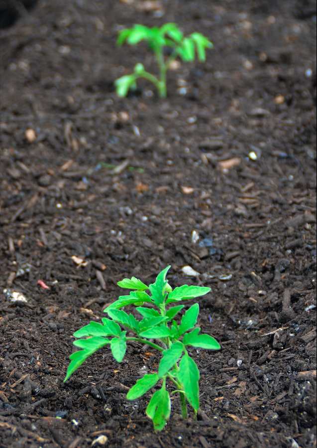 Heifer Urban Farm Planted Tomato Plants