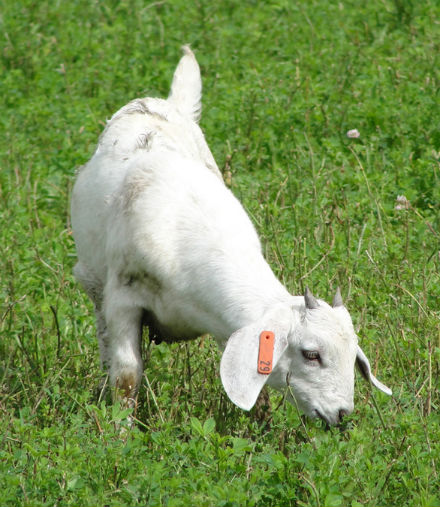 goat grazing in the grass