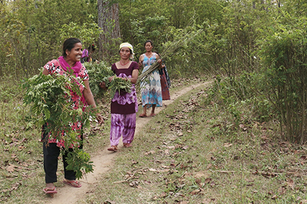 Bindu and other self-help group members walk through the Madhyavarti Forest.