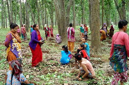 Bishu and other self-help group members work at the fodder and forage plantation in the community forest.