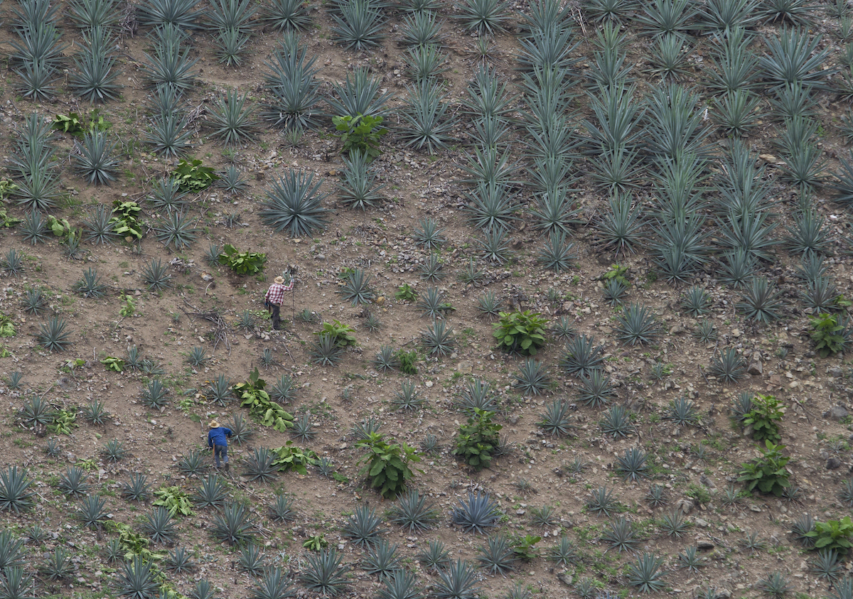 Agave farmers brave the steep countryside to suvey their plants.
