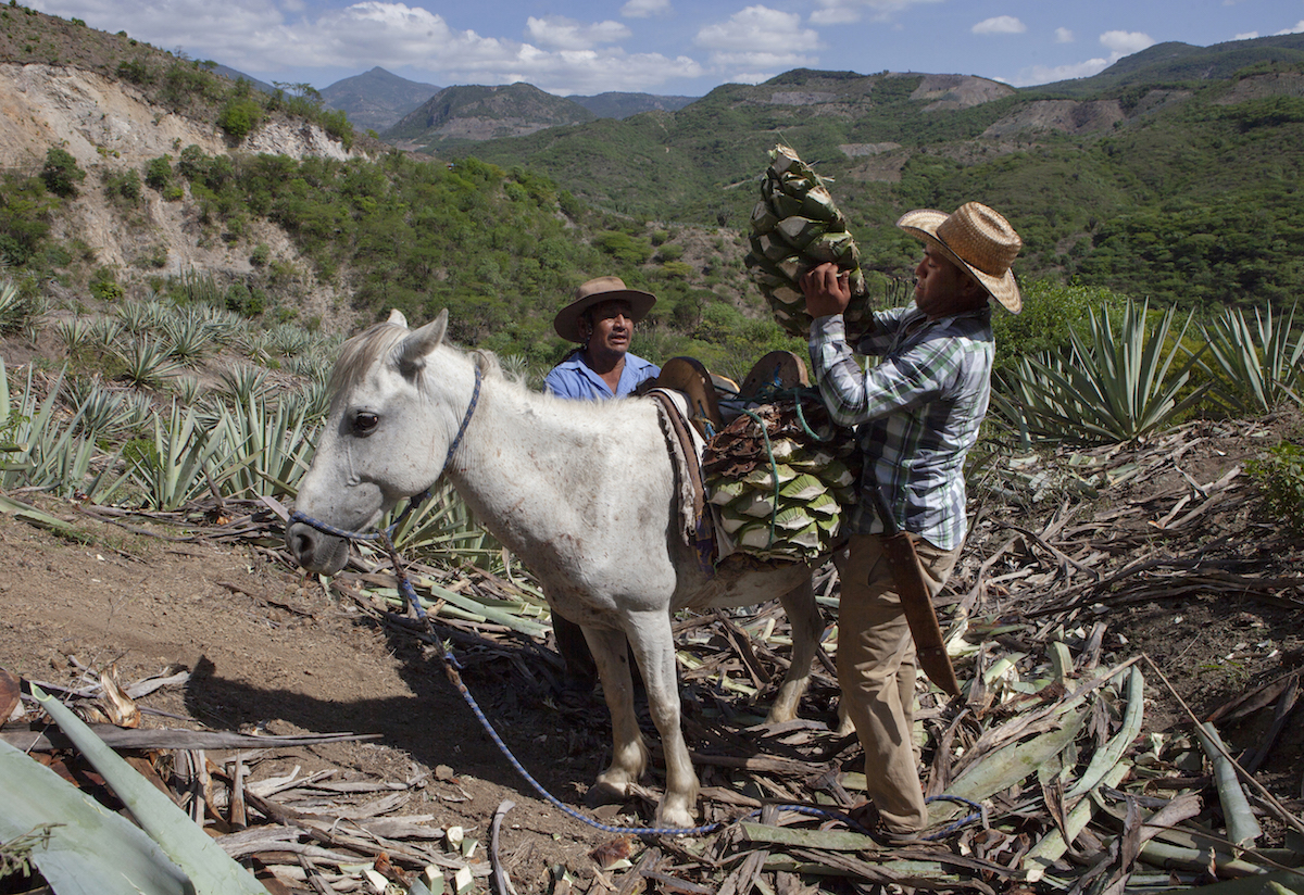Harvested agave hearts are loaded onto a donkey.