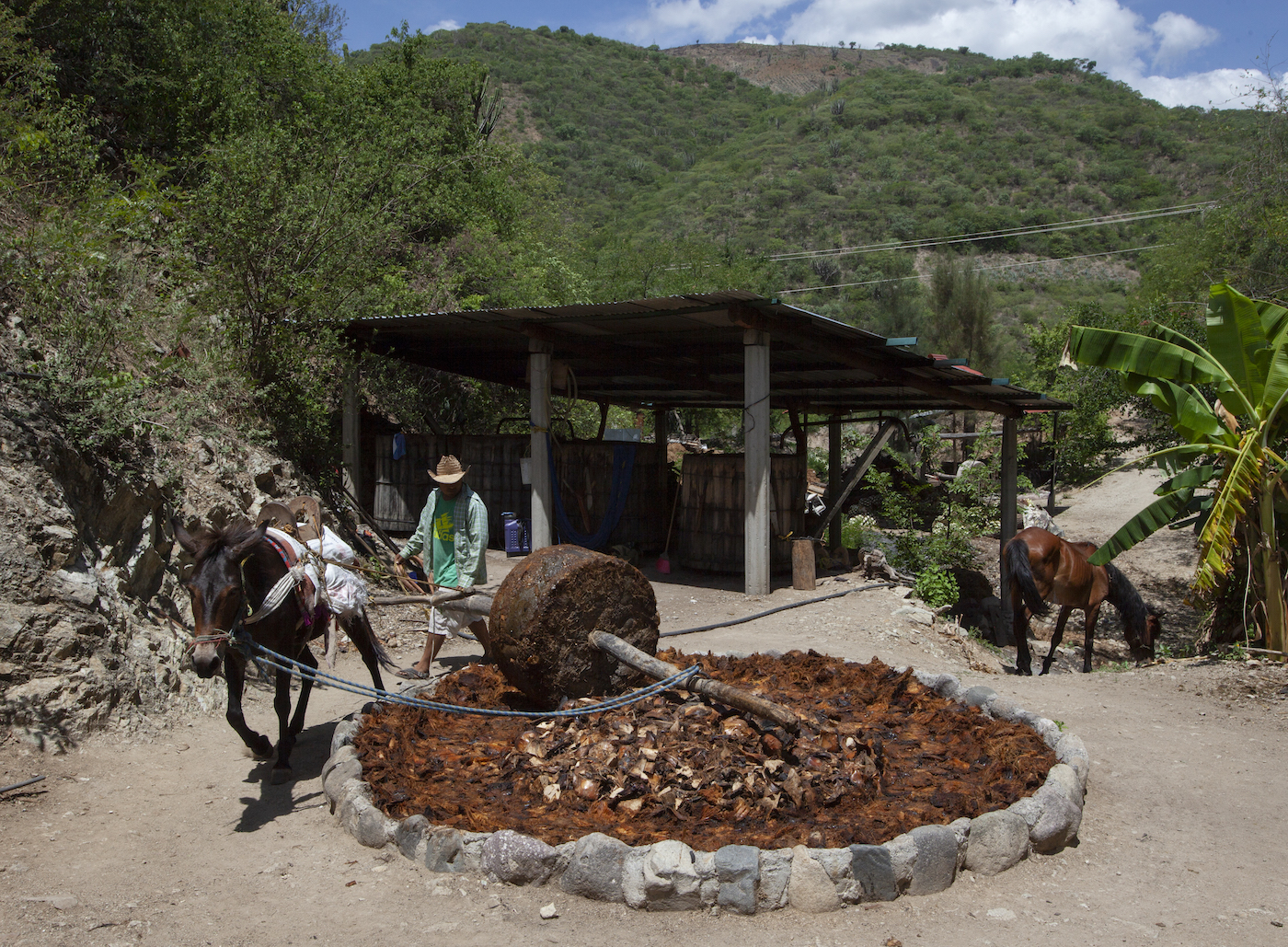 A man uses a donkey to pull the sauna, smashing the cooked agave.