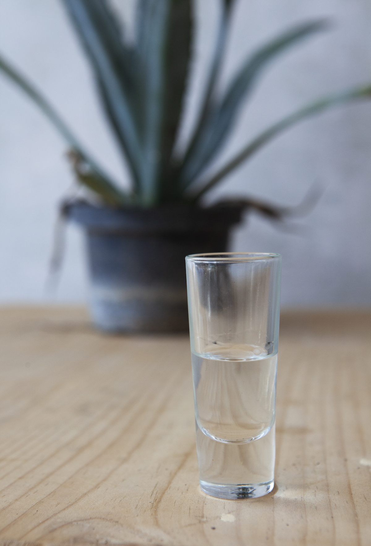 A glass of Mezcal in front of an agave plant.