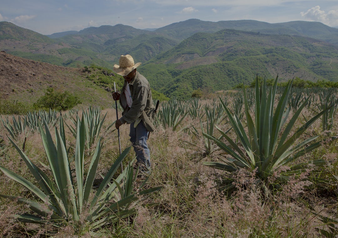 The Spirit of Oaxaca | Heifer International