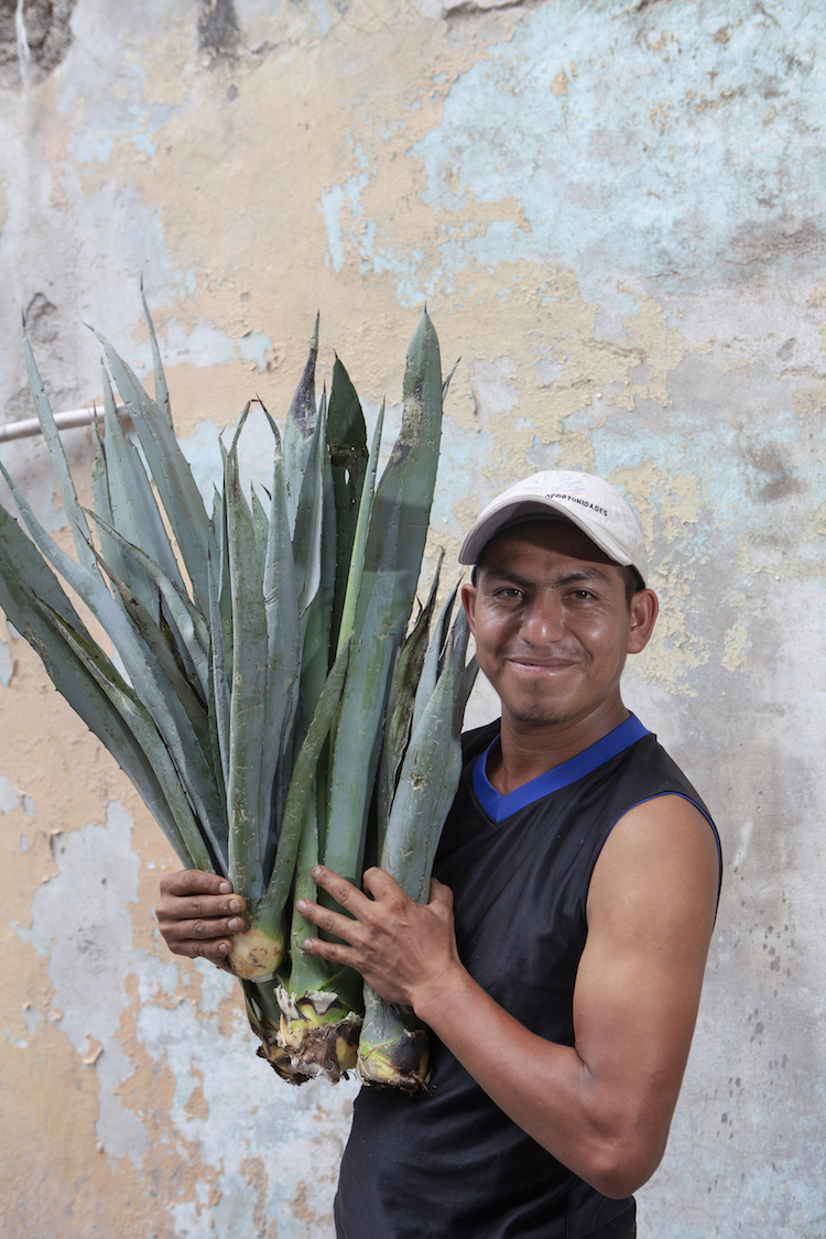 A man smiles sofly while holding a bundle of agave.