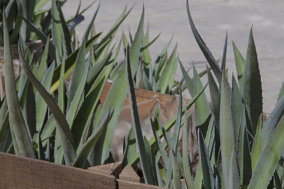 Meet Mezcal, Tequila’s Smoky Cousin