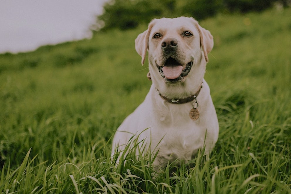 How to Lighten Your Very Good Dog’s Carbon Pawprint