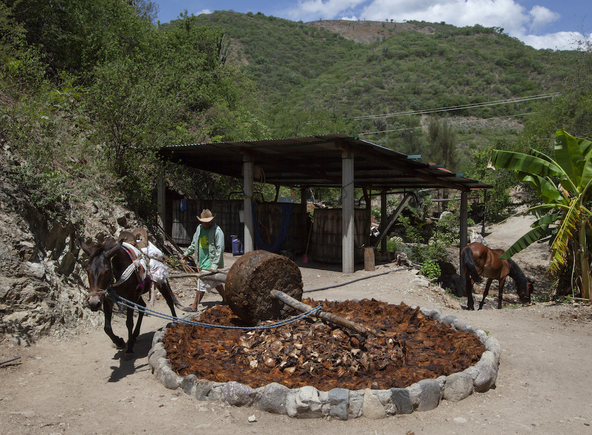 A donkey-powered tauna crushed cooked agave.