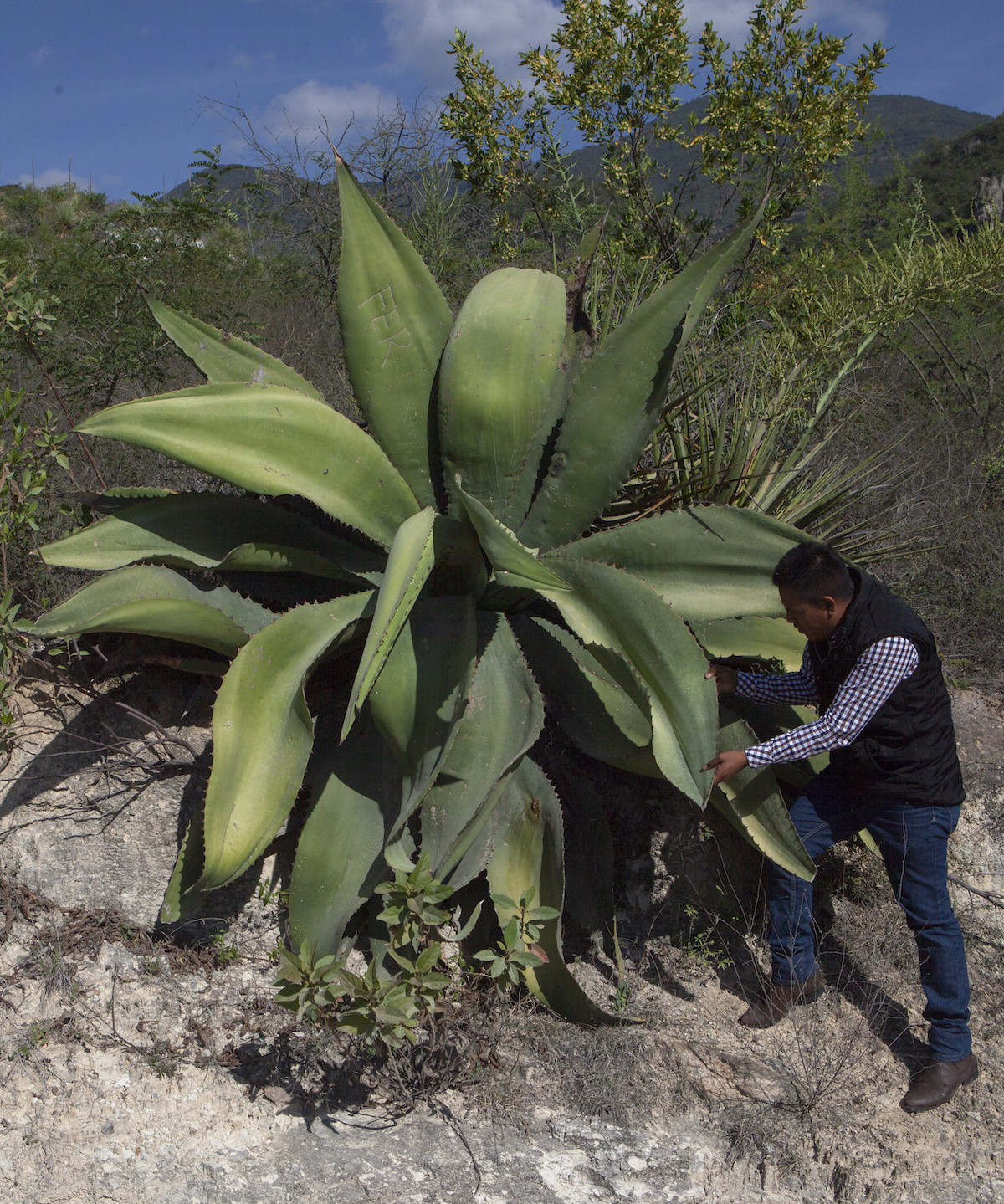 A Heifer Mexico staff member examines a tepeztate agave plant.