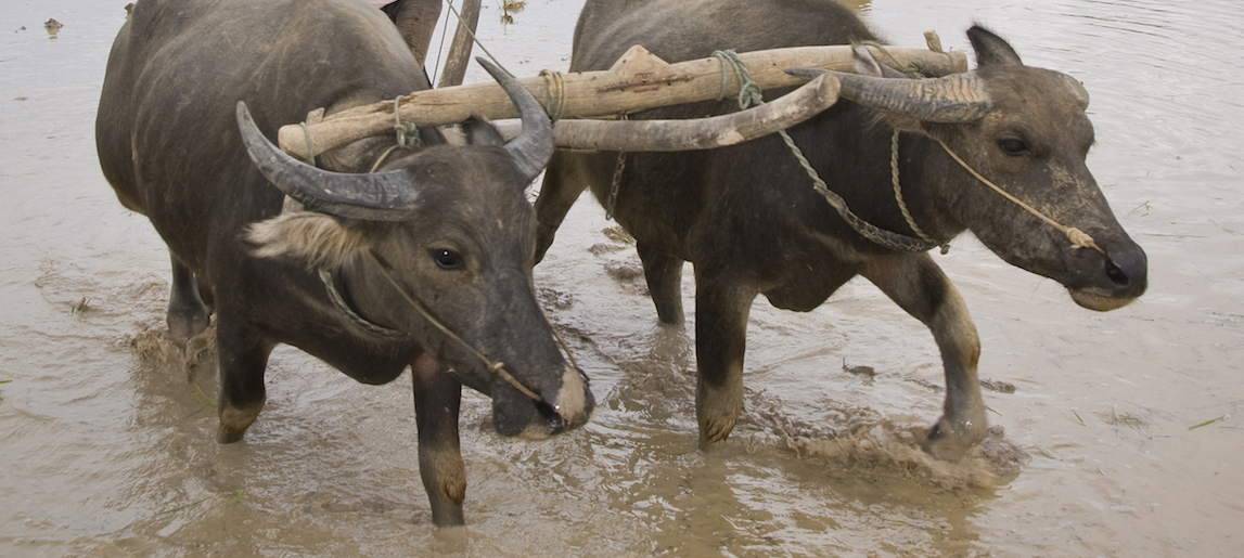 skrædder barndom Fern Give Water Buffalo a Chance This Holiday Season | Heifer International