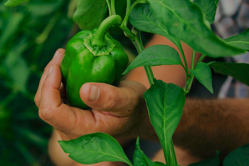 Celebrating National Agriculture Day