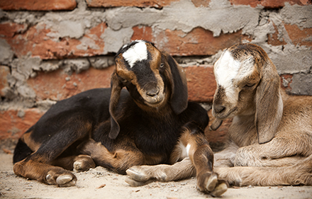 cuddly goats