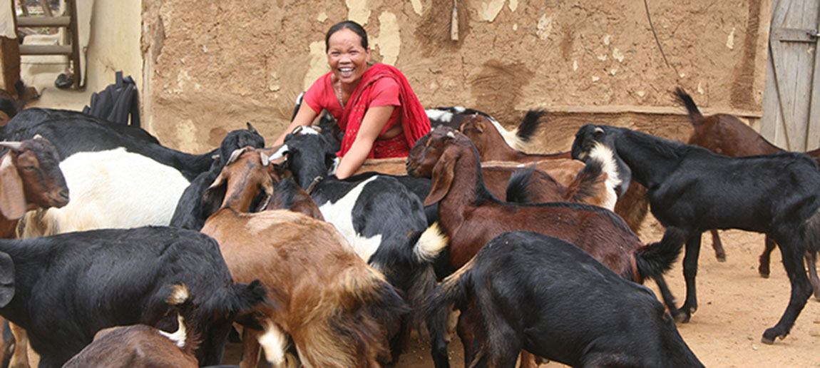 Not Just A Goat | Heifer International