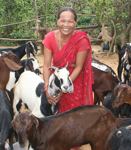 Begum turned 10 goats from Heifer into a thriving commercial business.