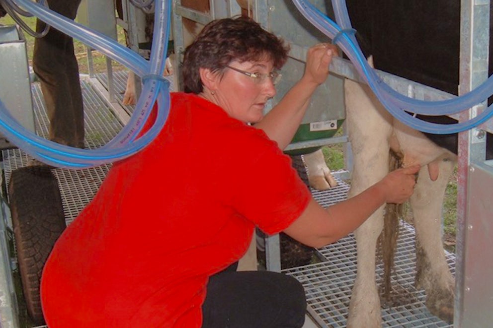 Heifer Romania Participant Pioneers New Milking Equipment on Her Farm