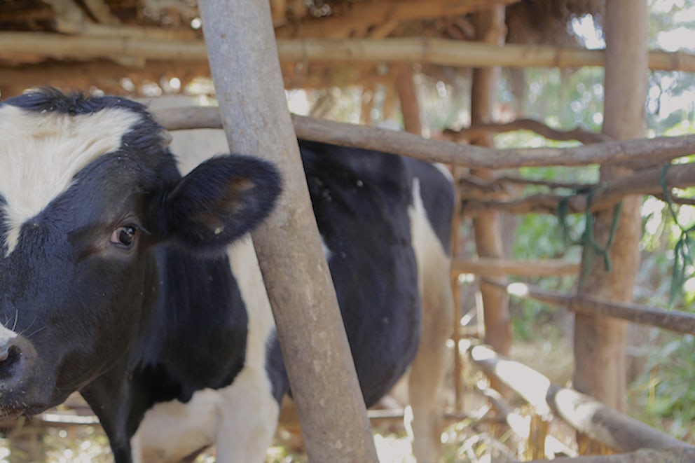 At 68, South African Woman Finds Rewards in Farming